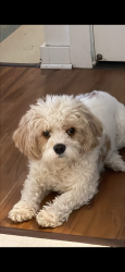 Reunited Male Dog last seen Maypole & wood, Chicago, IL 60612