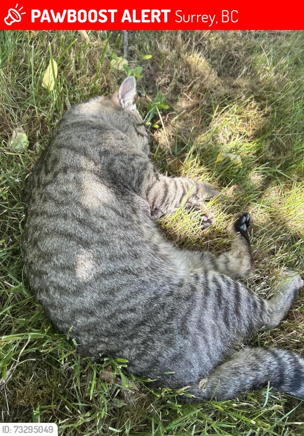 Lost Male Cat last seen bolivar cres, Surrey, BC 