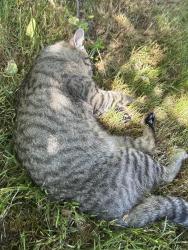 Lost Male Cat last seen bolivar cres, Surrey, BC 