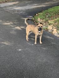 Found/Stray Male Dog last seen Edgefield/ N Austin Springs Rd, Piney Flats, TN 37686