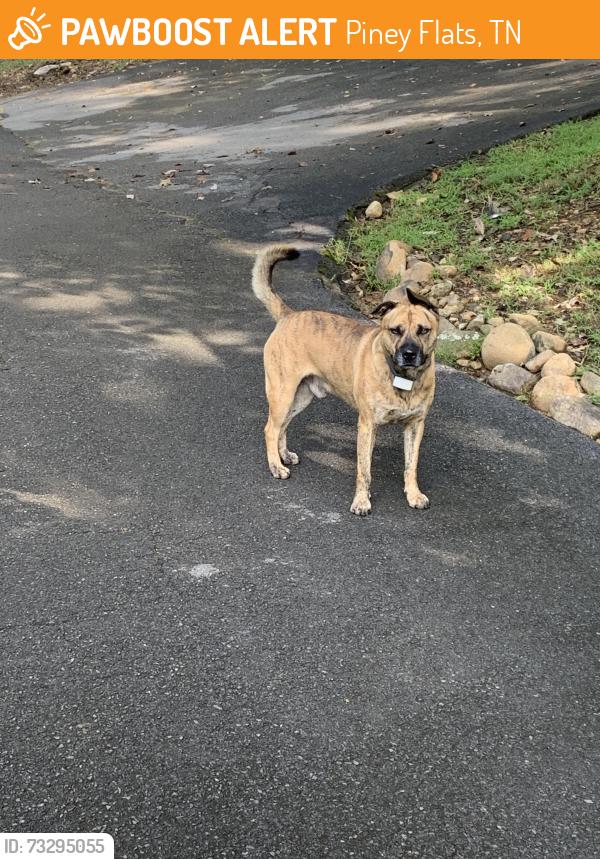 Found/Stray Male Dog last seen Edgefield/ N Austin Springs Rd, Piney Flats, TN 37686