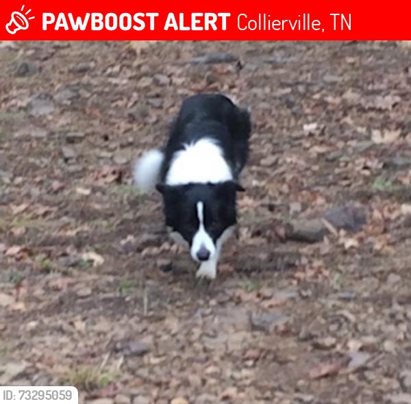 Lost Female Dog last seen West white & Peterson lake, Collierville, TN 38017
