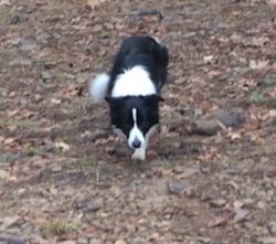 Lost Female Dog last seen West white & Peterson lake, Collierville, TN 38017