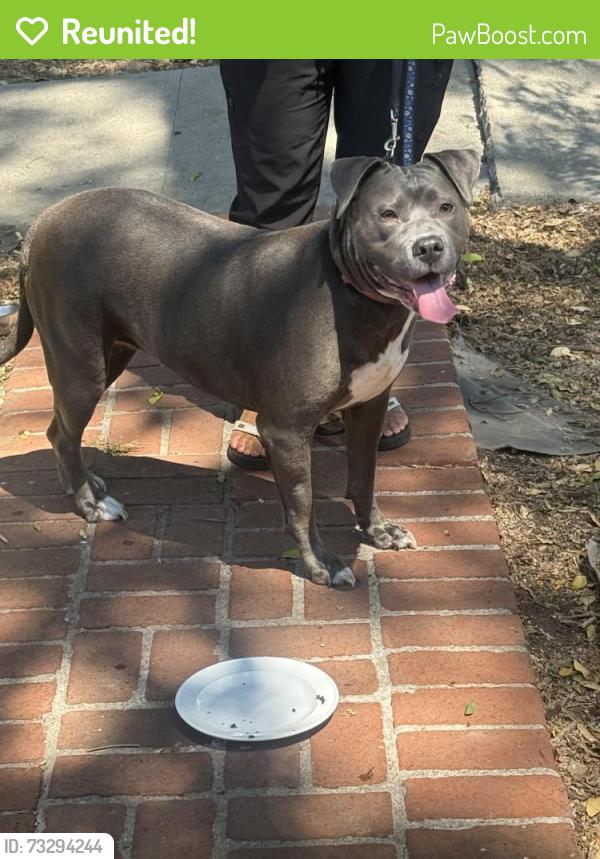 Reunited Female Dog last seen Colby and richland, Los Angeles, CA 90064