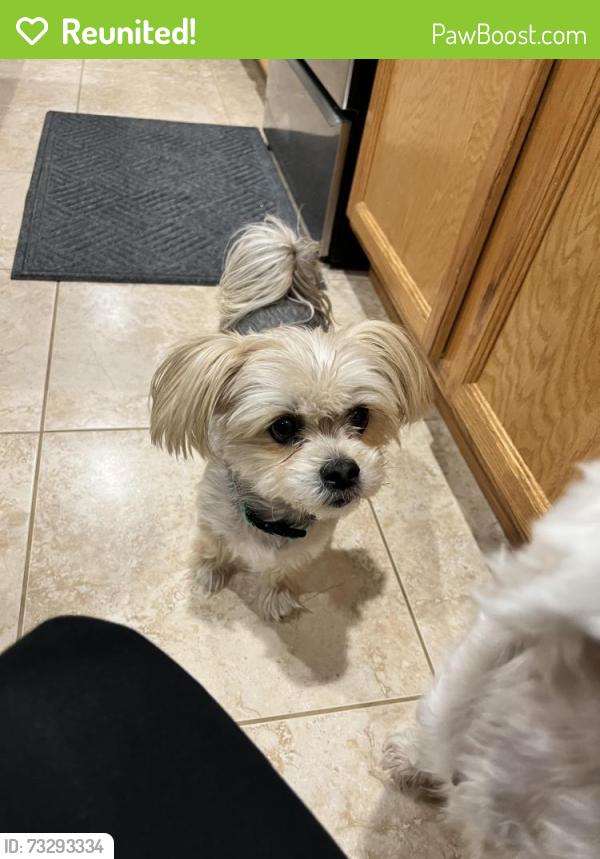 Reunited Female Dog last seen W Rivera Drive, Surprise, AZ 85379