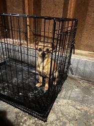 Found/Stray Male Dog last seen Breckinridge and s peace haven rd, Winston-Salem, NC 27104