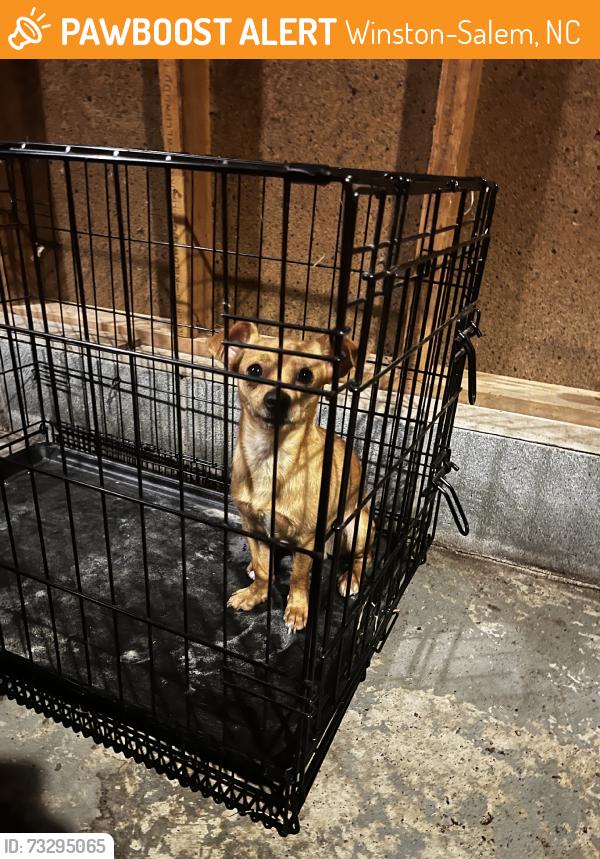 Found/Stray Male Dog last seen Breckinridge and s peace haven rd, Winston-Salem, NC 27104