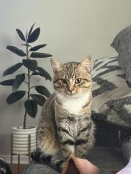 Reunited Male Cat last seen Peterson’s Golden Meadows, Kenosha, WI 53142
