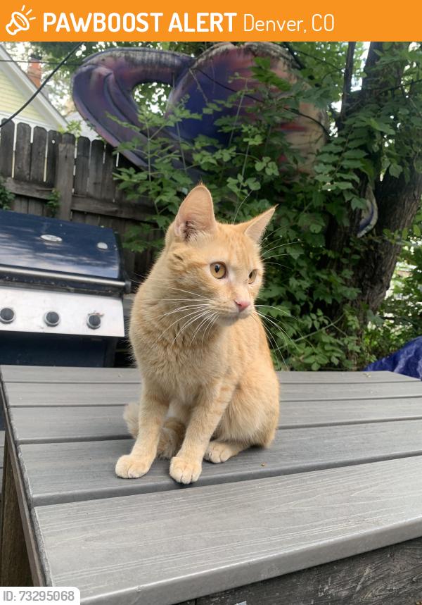 Found/Stray Male Cat last seen St joes, Denver, CO 80205