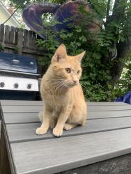 Found/Stray Male Cat last seen St joes, Denver, CO 80205