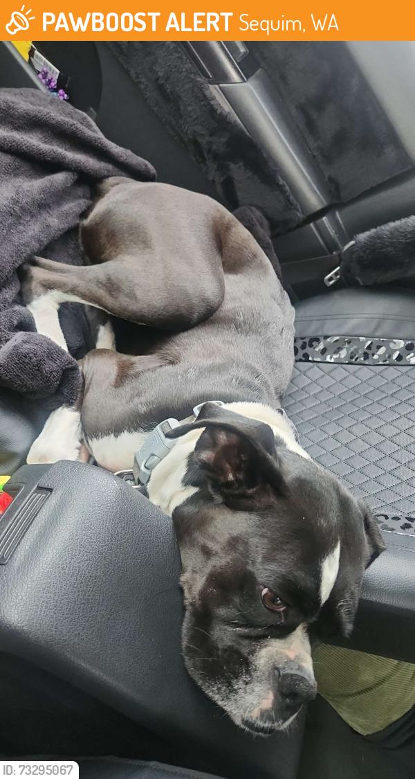Found/Stray Female Dog last seen Found near Carlsborg and spath road, Sequim, WA 98382