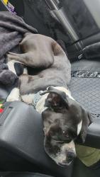 Found/Stray Female Dog last seen Found near Carlsborg and spath road, Sequim, WA 98382