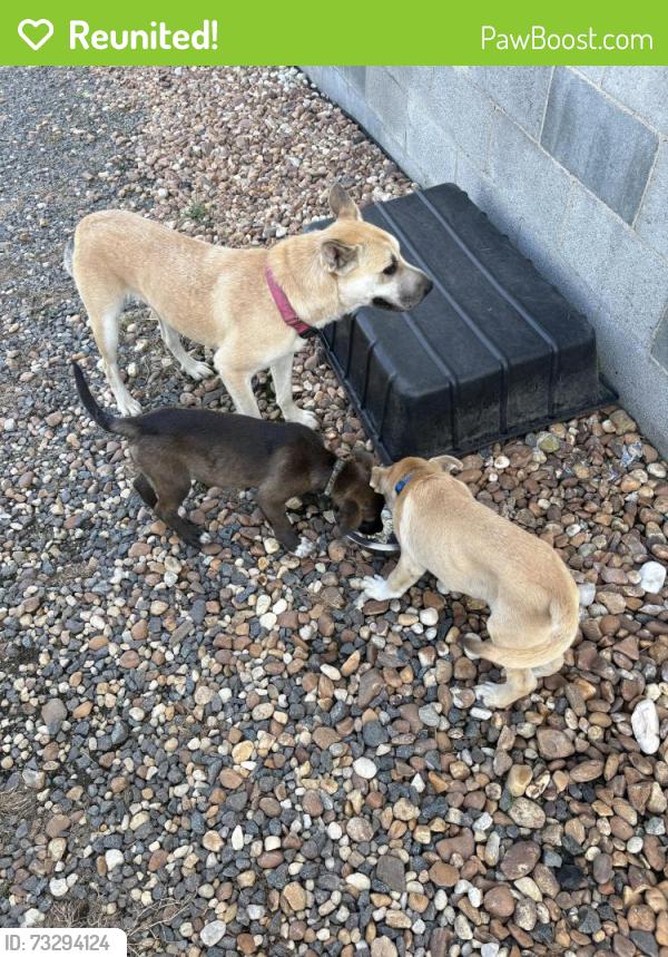 Reunited Unknown Dog last seen North Pino off 801 near dragstrip., Davie County, NC 27028