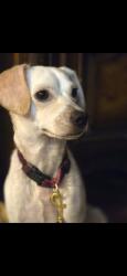 Lost Male Dog last seen Nearby christ cathedral, Garden Grove, CA 92840