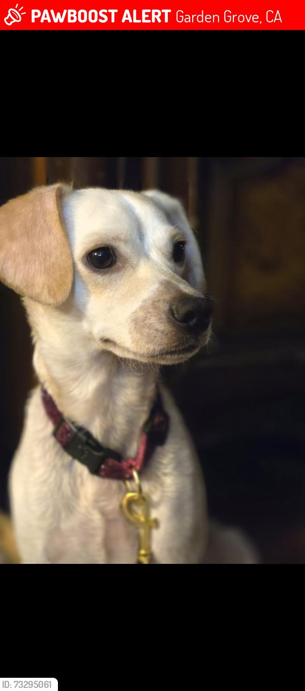 Lost Male Dog last seen Nearby christ cathedral, Garden Grove, CA 92840