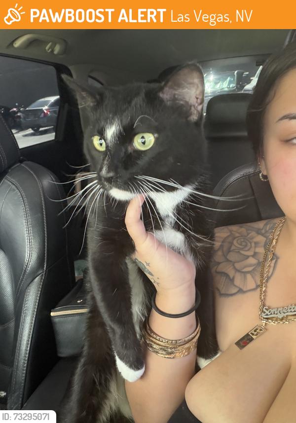 Found/Stray Male Cat last seen Desert Inn & Cimarron Rd, Las Vegas, NV 89117