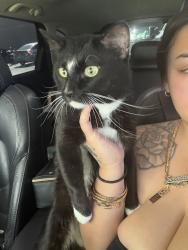 Found/Stray Male Cat last seen Desert Inn & Cimarron Rd, Las Vegas, NV 89117