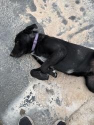 Lost Male Dog last seen Near W County Rd 126, Midland, TX 79706, Midland, TX 79706