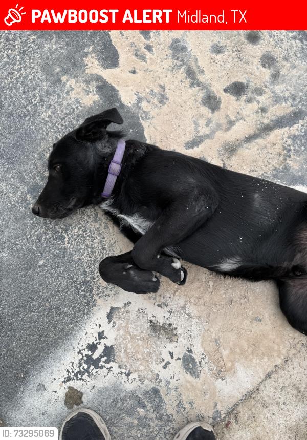 Lost Male Dog last seen Near W County Rd 126, Midland, TX 79706, Midland, TX 79706