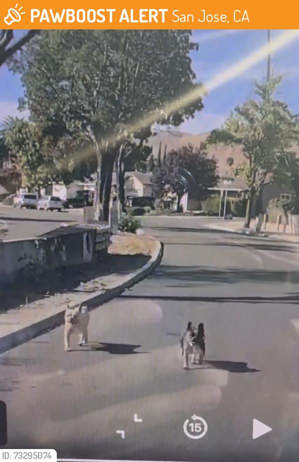 Found/Stray Unknown Dog last seen Piedmont Road Hills High School, San Jose, CA 95132