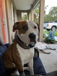 Reunited Male Dog last seen Near w cross dr, Citrus Springs, FL 34433