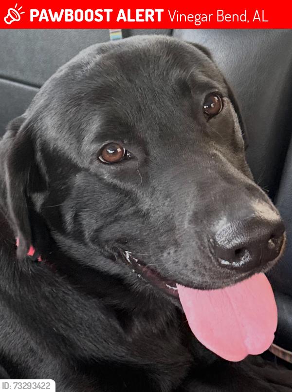 Lost Male Dog last seen Near deer park burbank road vinegar bend al 36584, Vinegar Bend, AL 36584