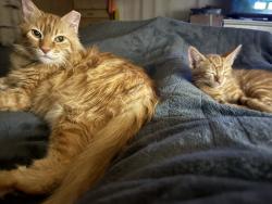Lost Male Cat last seen we’re the movie crew was setting up, Pasadena, CA 91103