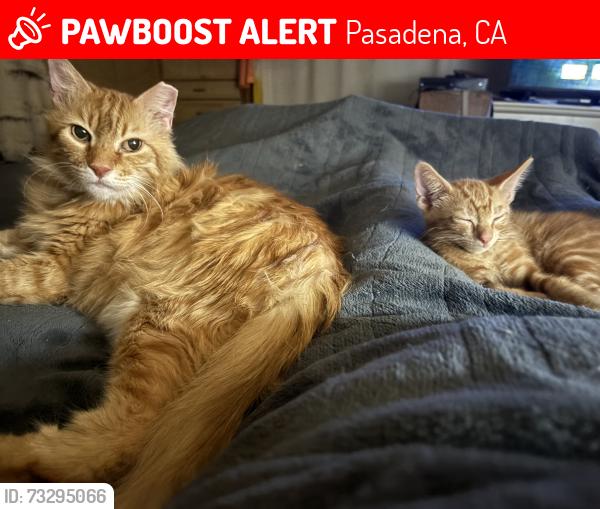 Lost Male Cat last seen we’re the movie crew was setting up, Pasadena, CA 91103