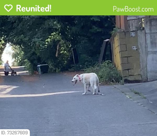 Reunited Female Dog last seen NE 60th and Hillman Pl NE, Seattle, WA 98115