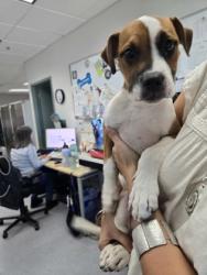 Shelter Stray Male Dog last seen Near 82nd St, Oakland, CA, 1101 29th Ave, Oakland, CA 94601, USA