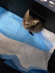 Shelter Stray Male Cat last seen Near Foothill Wy, Oakland, CA, 1101 29th Ave, Oakland, CA 94601, USA