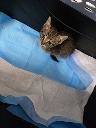 Shelter Stray Male Cat last seen Near Foothill Wy, Oakland, CA, 1101 29th Ave, Oakland, CA 94601, USA