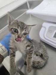 Shelter Stray Unknown Cat last seen Near 27th St, Oakland, CA, 1101 29th Ave, Oakland, CA 94601, USA