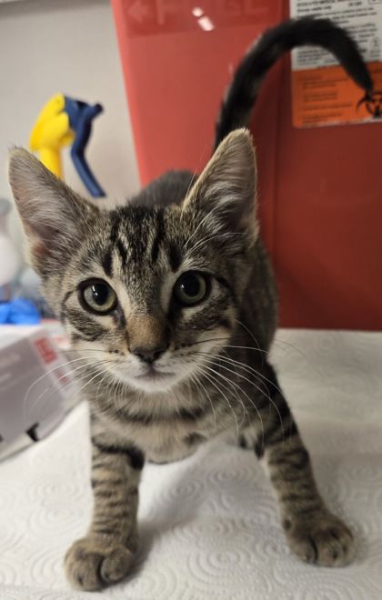 Shelter Stray Female Cat last seen N Hayes Ave & W McKinley Ave, Fresno Zone Fresno CO 2 93723, CA, 1510 W Dan Ronquillo Dr, Fresno, CA 93706, USA