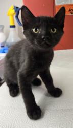 Shelter Stray Male Cat last seen N Hayes Ave & W McKinley Ave, Fresno Zone Fresno CO 2 93723, CA, 1510 W Dan Ronquillo Dr, Fresno, CA 93706, USA