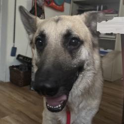 Shelter Stray Male Dog last seen Silverdale Way NW, SILVERDALE, WA, 98383, 9167 Dickey Rd NW, Silverdale, WA 98383, USA