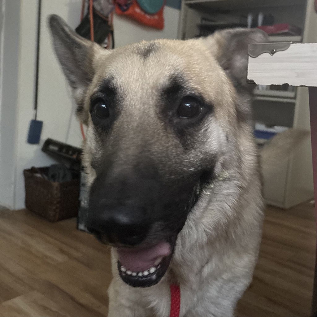 Shelter Stray Male Dog last seen Silverdale Way NW, SILVERDALE, WA, 98383, 9167 Dickey Rd NW, Silverdale, WA 98383, USA