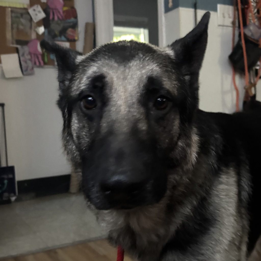 Shelter Stray Male Dog last seen Silverdale Way NW, SILVERDALE, WA, 98383, 9167 Dickey Rd NW, Silverdale, WA 98383, USA