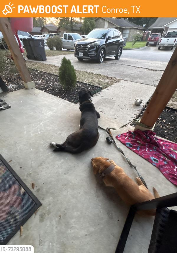 Found/Stray Female Dog last seen porter and silverdale, Conroe, TX 77301