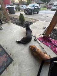 Found/Stray Female Dog last seen porter and silverdale, Conroe, TX 77301