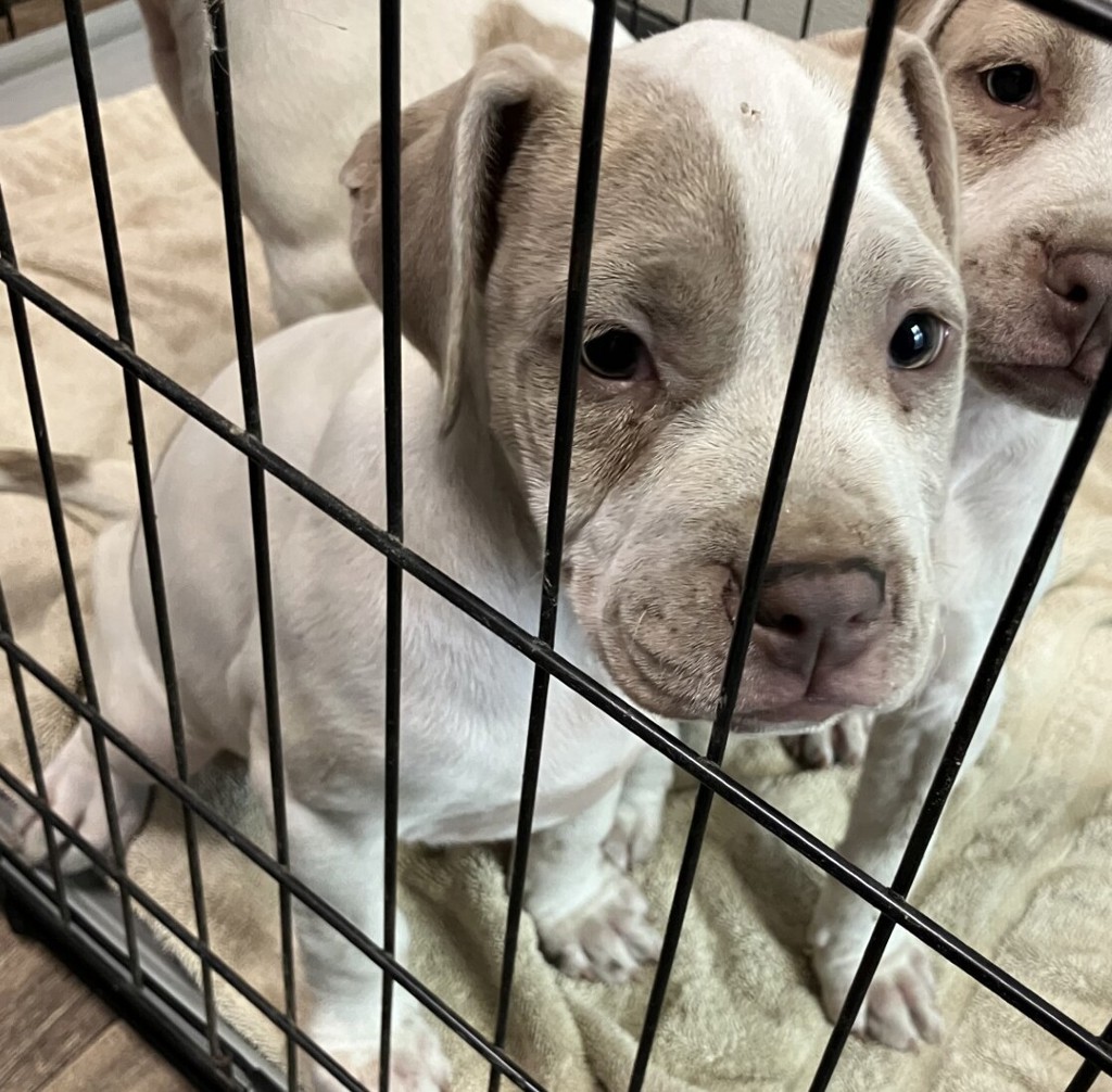 Shelter Stray Female Dog last seen Market Street, San Diego, CA, 92103, 5500 Gaines St, San Diego, CA 92110, USA