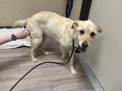 Shelter Stray Female Dog last seen Near Lewis Street, Oceanside, CA, 92056, Oceanside, CA 92058, USA