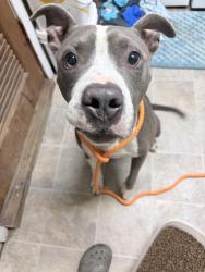 Found/Stray Male Dog last seen River entrance off 401, Bunnlevel, NC 28323