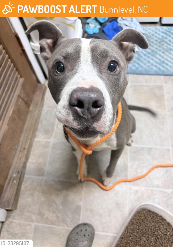 Found/Stray Male Dog last seen River entrance off 401, Bunnlevel, NC 28323