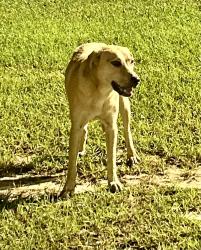 Found/Stray Female Dog last seen Ridge View High School, Columbia, SC 29203