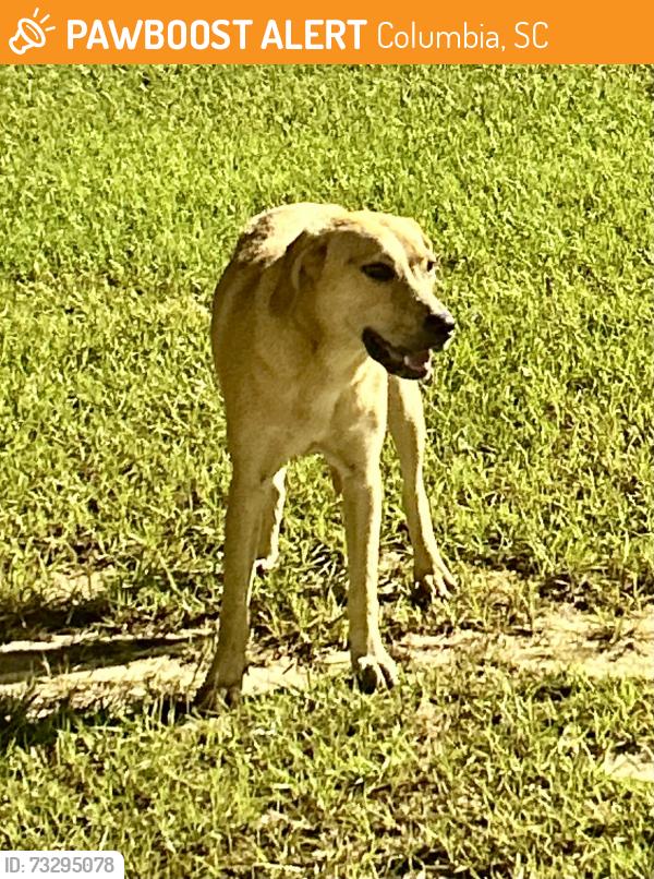 Found/Stray Female Dog last seen Ridge View High School, Columbia, SC 29203