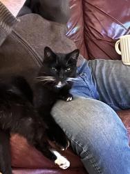 Lost Female Cat last seen Hemsby, Hemsby, England 
