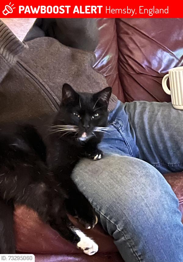 Lost Female Cat last seen Hemsby, Hemsby, England 