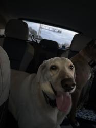 Found/Stray Male Dog last seen N River ln, Germantown, WI 53022