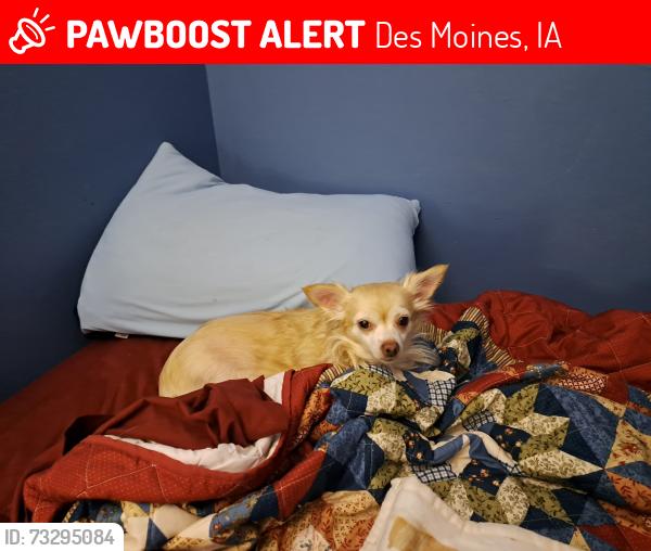 Lost Female Dog last seen 26th and Garfield, Des Moines, IA 50317